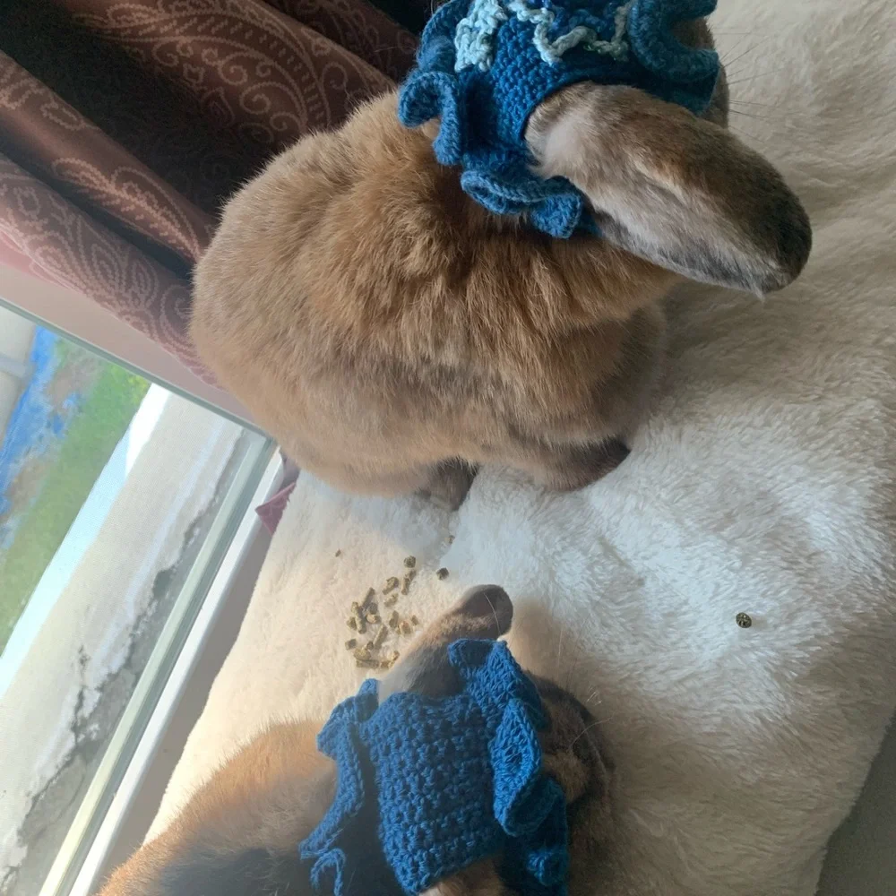 Small pet hats: bunnies, cats, small dogs